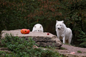 Wall Mural - Loups blancs arctiques à Halloween