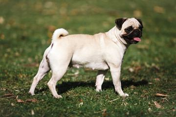 Poster - Pug walks in the Park in warm summer weather