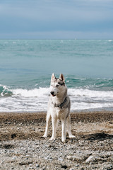 Poster - A grey dog digs in the sand at a beach on a sunny day