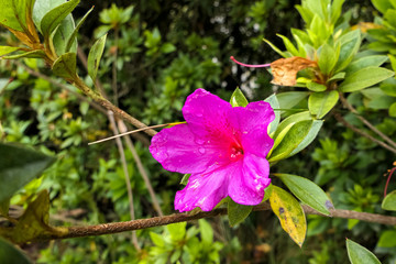 close up of a pink flower against green natural background in high altitude of serra da mantiqueira 