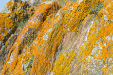 Structured Yellow Moss On The Grey Stone. Orange Moss On A Rough Rocky Surface