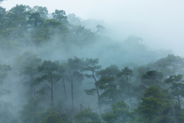 Wall Mural - Fog in the forest