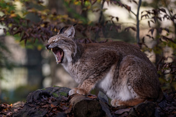 Canvas Print - Lynx boréal