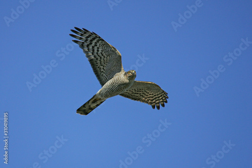 Fotomural Eurasian Sparrowhawk (Accipiter nisus), female flying in blue sky, Rügen, Meckle