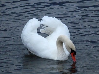 Wall Mural - swan