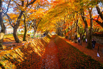 maple corridor in autumn season in the area of kawaguchiko lake, japan.