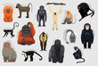 Primate Monkey Set Various Kind Identify Cartoon Vector