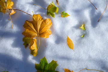 Winter autumn background top view of various fallen yellow leaves in fresh snow. Glade covered with the first snow on a cold autumn day with leaves on top