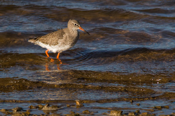 Wall Mural - Redshank in the Water