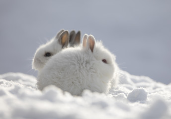 two little white rabbit in the snow in winter