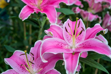 Pink lily flower closeup (focused on petal)