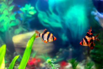 Tiger barbs or sumatra barbs in a home decorative aquarium
