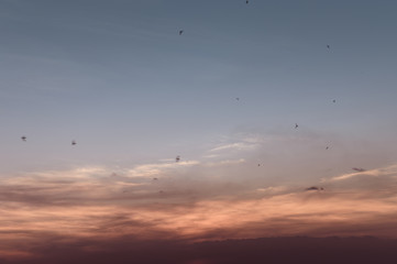 Wall Mural - birds in the sky