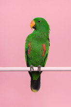 Male Green Eclectus Parrot On A Pink Background With Space For Copy