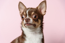 Surprised Brown Mexican Chihuahua Dog On Pink Background. Dog Looks Left. Copy Space