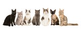 Fototapeta Koty - Group of various breeds of cats sitting next to each other looking at the camera on a white background