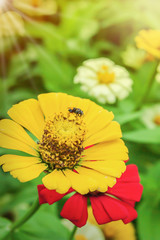 Wall Mural - A honey bee pollinating Zinnia flower.