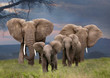 Leinwandbild Motiv Afrikanische Elefant (Loxodonta africana) Gruppe mit Jungtieren, Amboseli Nationalpark, Kenia, Ostafrika