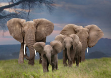 Afrikanische Elefant (Loxodonta Africana) Gruppe Mit Jungtieren, Amboseli Nationalpark, Kenia, Ostafrika