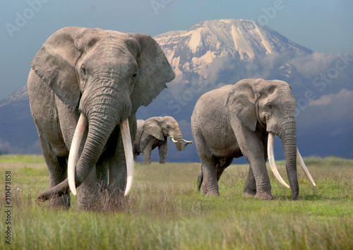 Plakaty słoń  slon-afrykanski-loxodonta-africana-trzy-byki-przed-kilimandzaro-afryka-wschodnia