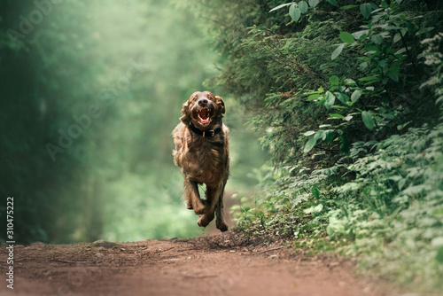 Dekoracja na wymiar  zabawny-pies-weimarski-w-obrozy-biegajacy-po-lesie