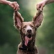 funny weimaraner dog portrait with ears up in the air