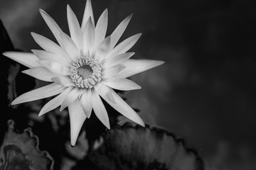 closeup beautiful black and white lotus flower and green leaf in pond, lotus pictures Monochrome, black and white flower background 