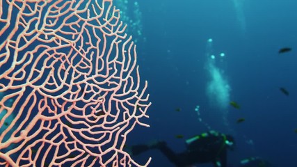 Wall Mural - School of tropical fish in a colorful coral reef with water surface in background, Red sea, Egypt.