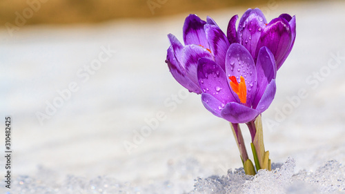 Plakat krokusy  krokusy-kwitnace-fioletowe-kwiaty-wydostajace-sie-spod-sniegu-wczesna-wiosna-zblizenie
