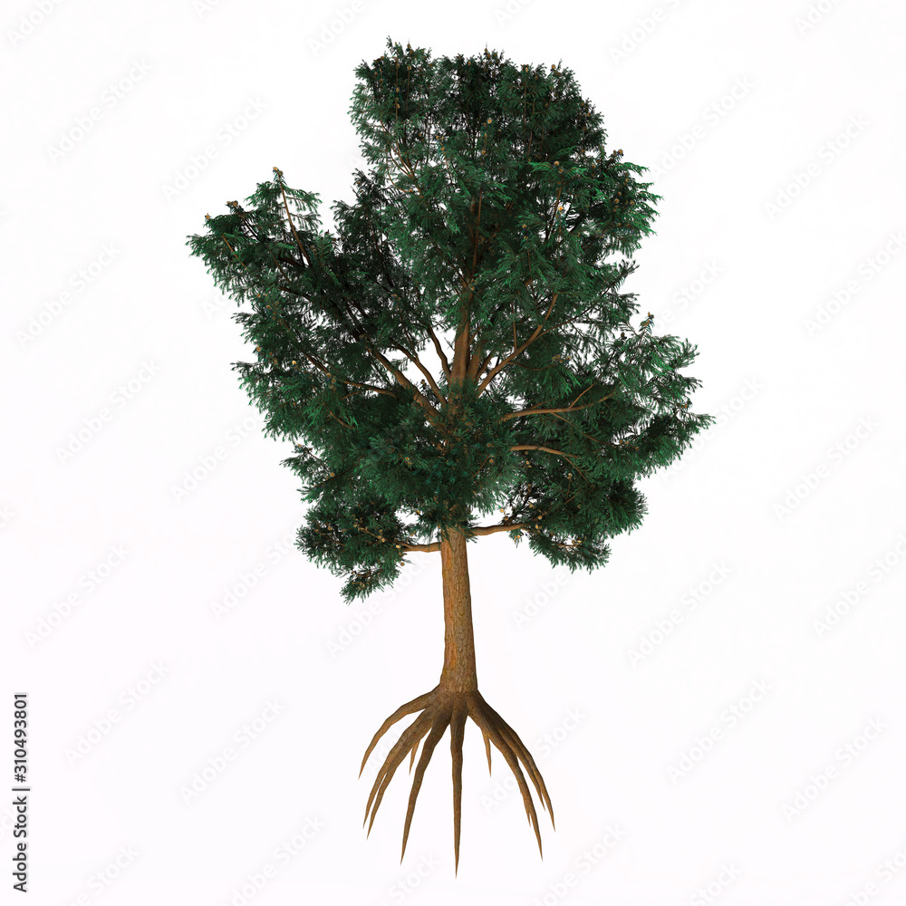 Blue Gum Tree - Eucalyptus globulus is evergreen broad leaf tree that is native to Australia and Tasmania can grow to 148 feet.