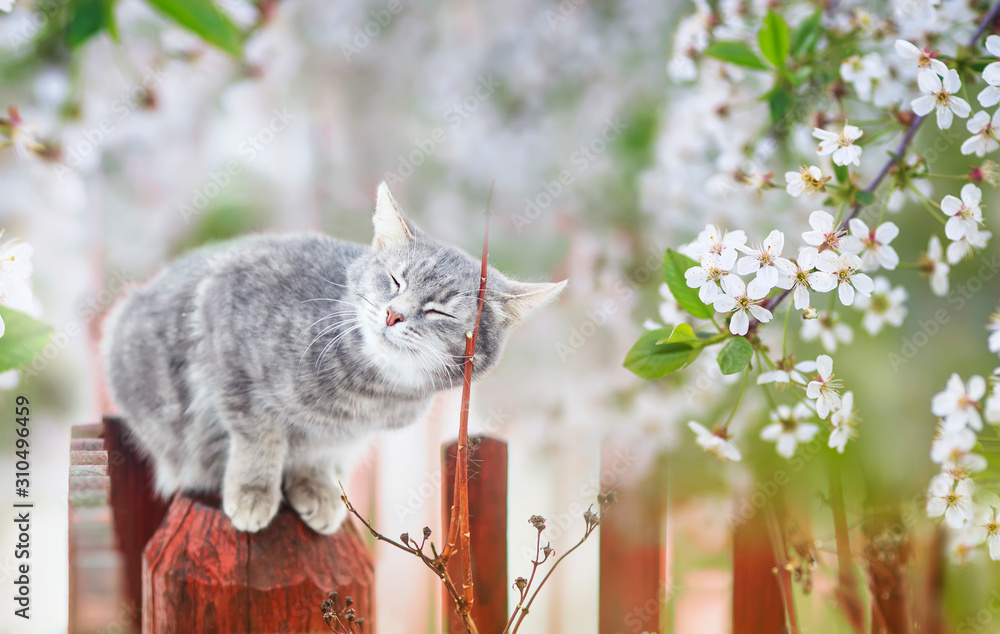 portrait of a cute striped cat sitting in a may Sunny garden under cherry branches with white flowers - obrazy, fototapety, plakaty 