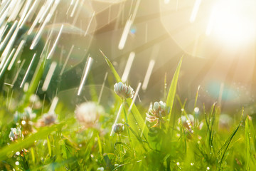 Beautiful natural background with clover, sun and raindrops. Art Magical summer landscape with bokeh