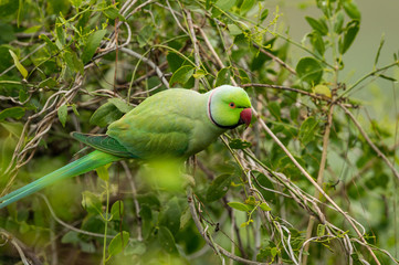 Wall Mural - Rose ringed parakeet or ring necked parakeet a parrot from keoladeo national park, bharatpur, rajasthan, india - Psittacula krameri