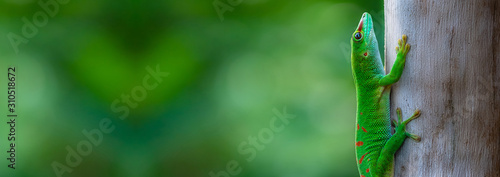 Photographie Madagascar Giant Day Gecko sitting on a Tree Panorama