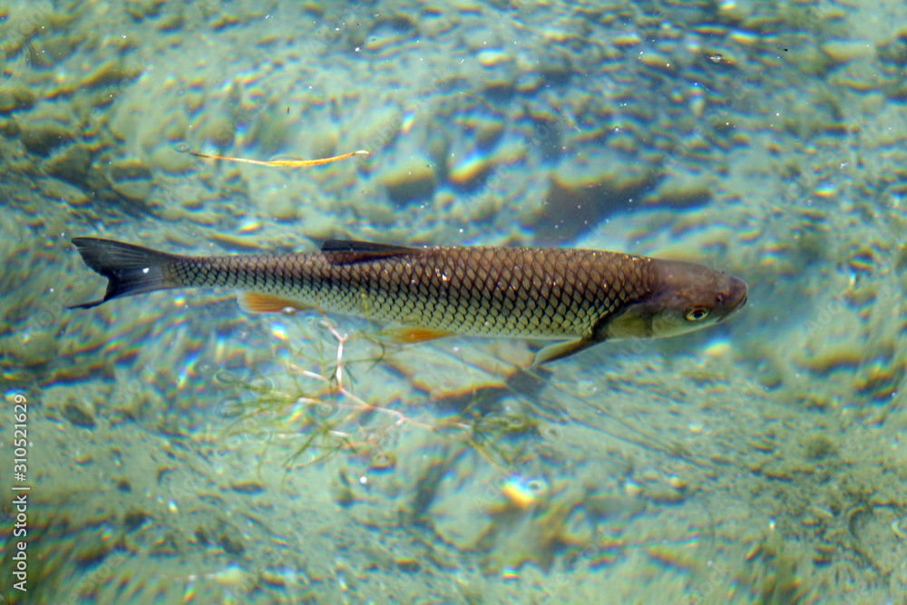Felchen, renke, bodensee, bodenseefelchen, fisch, tier, wasser, see ... Felchen, renke, bodensee, bodenseefelchen, fisch, tier, wasser, see ...