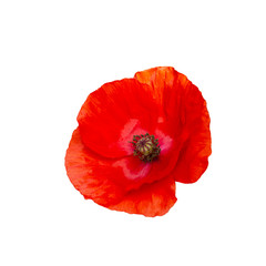 Wall Mural - Scarlet red poppy flower isolated on white background. Gentle poppy petal with black stamen, isolate. Garden Poppy Inflorescence