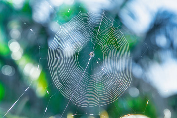 Spider web
