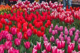 Fototapeta Tulipany - Wonderful field of colorful tulips in park in the Netherlands