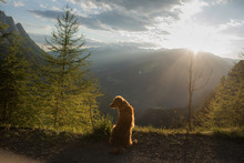 Dog In The Mountains, In Nature. A Trip With A Pet, Vacation. Nova Scotia Duck Tolling Retriever