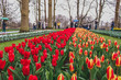Wonderful field of red and yellow tulips in park in the Netherlands