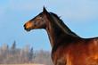 © Olga Itina - Dark bay warmblood horse posing in winter snowy field