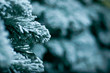 snow covered fir branches, christmas