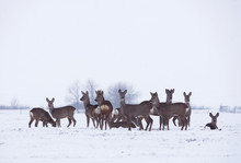 Group Of Delicate Wild Deer In Winter Landscape, On The Field Outside The Forest
