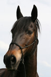Fototapeta Konie - Schwarzes Pferd Andalusier Lusitano Portrait	