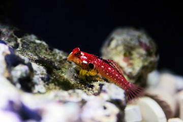 Wall Mural - Male ruby red dragonet fish - Synchiropus sycorax