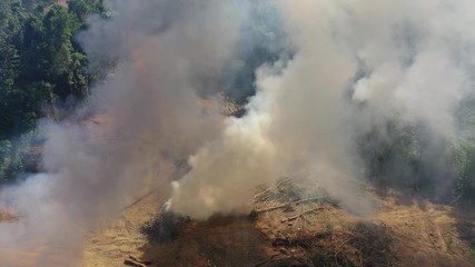 Wall Mural - Fire and smoke from destroyed burning rainforest 