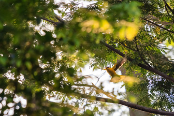 Wall Mural - beautiful bird in nature