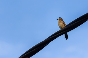 Wall Mural - beautiful bird in nature