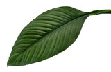 Fototapeta Koty - Spathiphyllum wallisei leaf tropical isolated on white background.