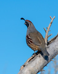gambel's quail male